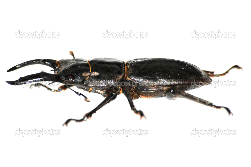 Beetle Bugs Insects