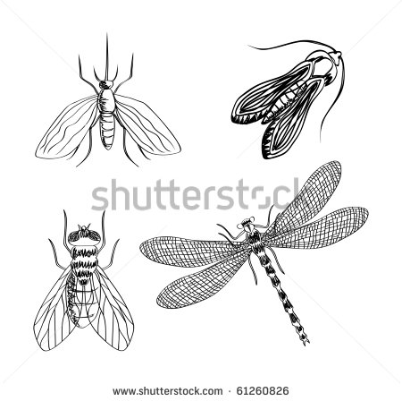 How To Draw A Picture Of An Insects And Bugs