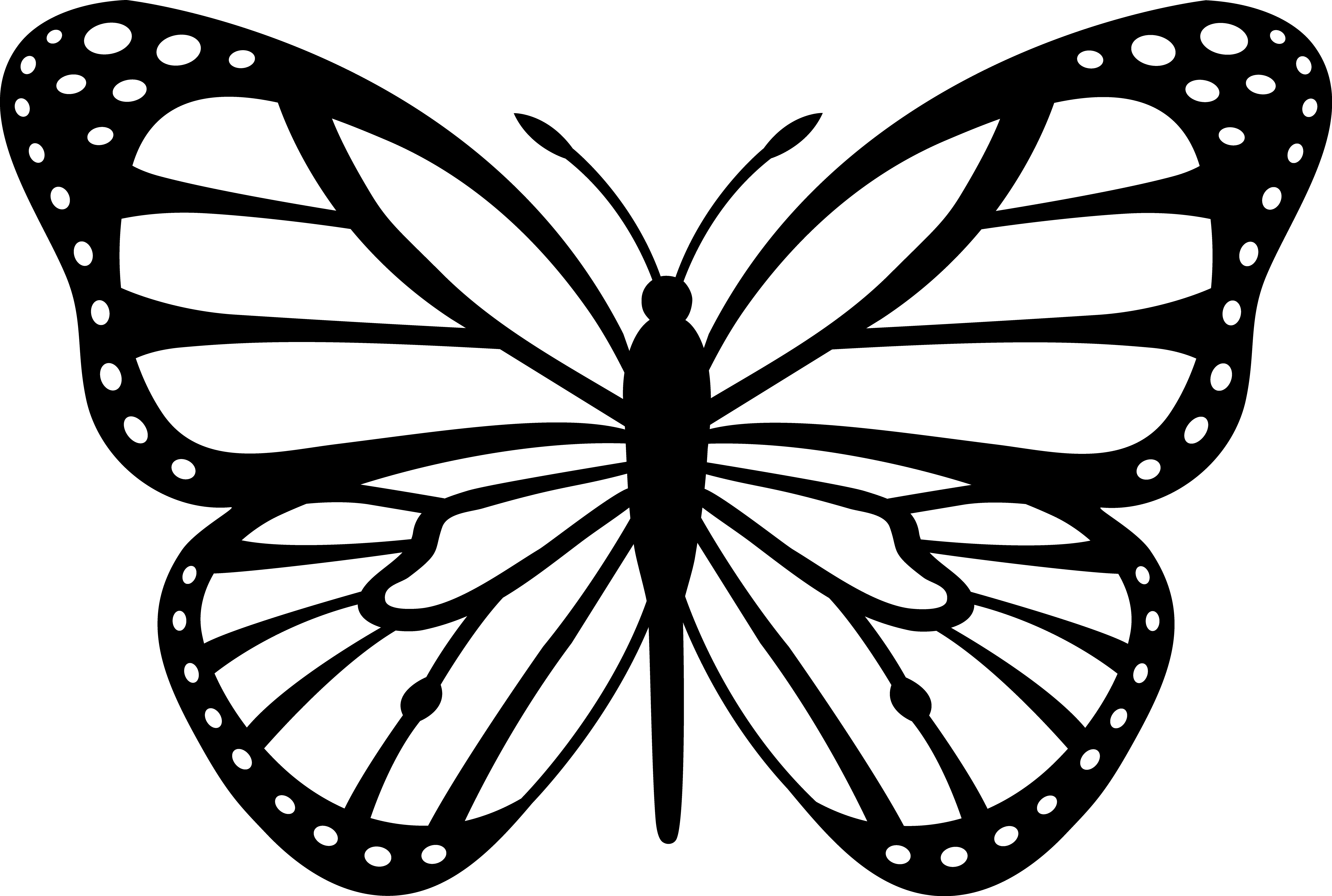 Monarch Butterfly Black White   Free Images At Clker Com   Vector Clip