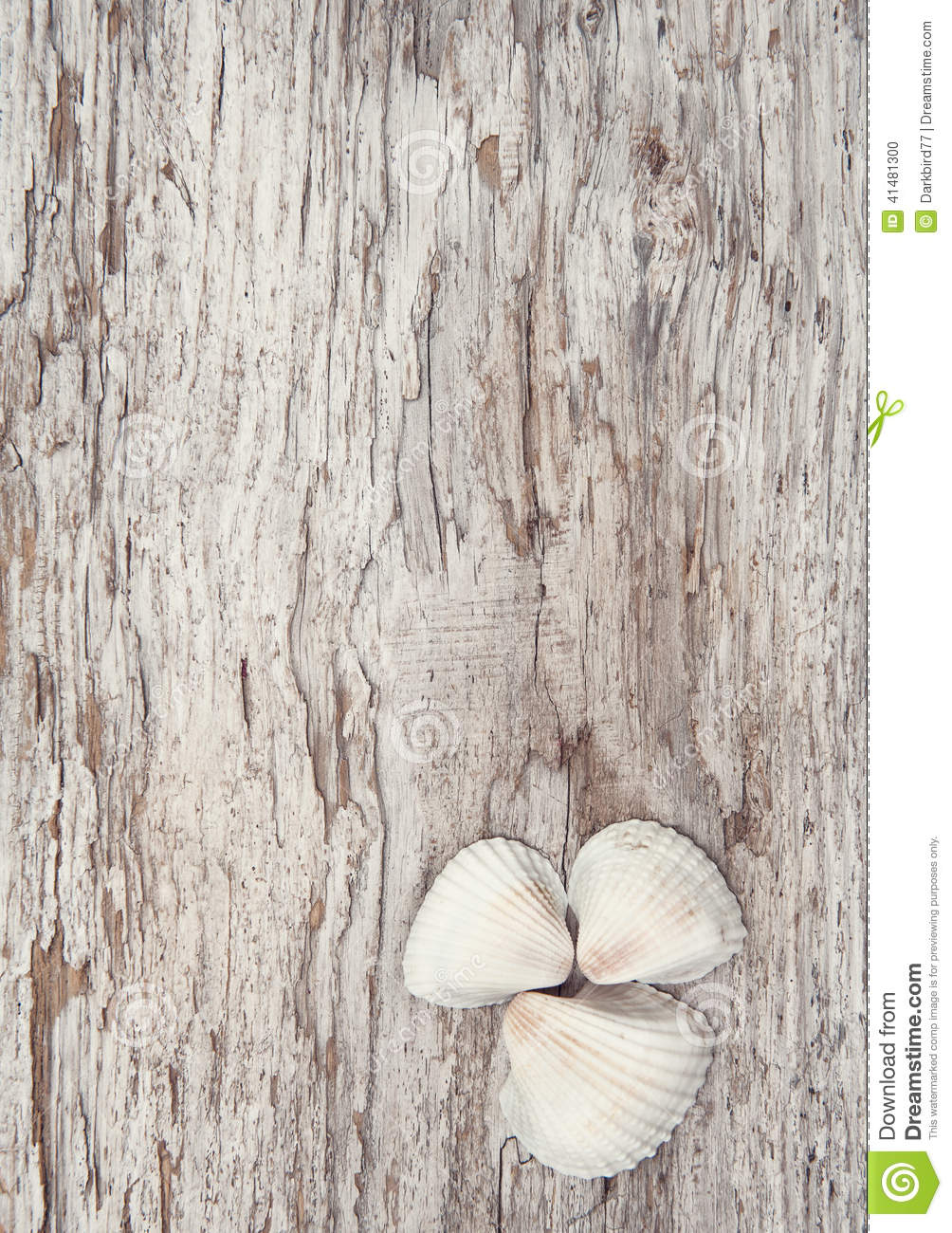 Seashells On The Old Rude Wooden Background