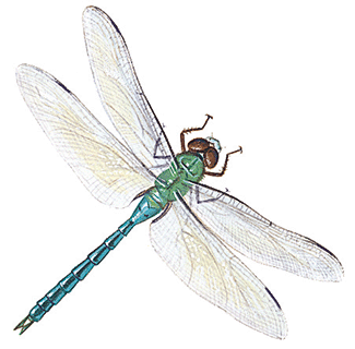 Amazing Dragonfly Insect   Dragonfly Facts Images Information    