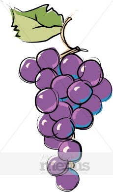     Grapes Clipart Ripe Grapes Are Picked In Time For Wine Season The