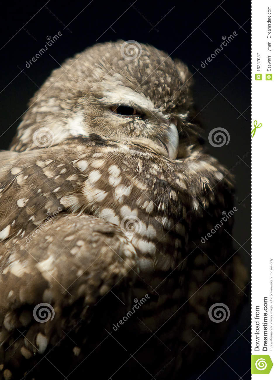 Sleepy Owl Royalty Free Stock Photography   Image  16237087