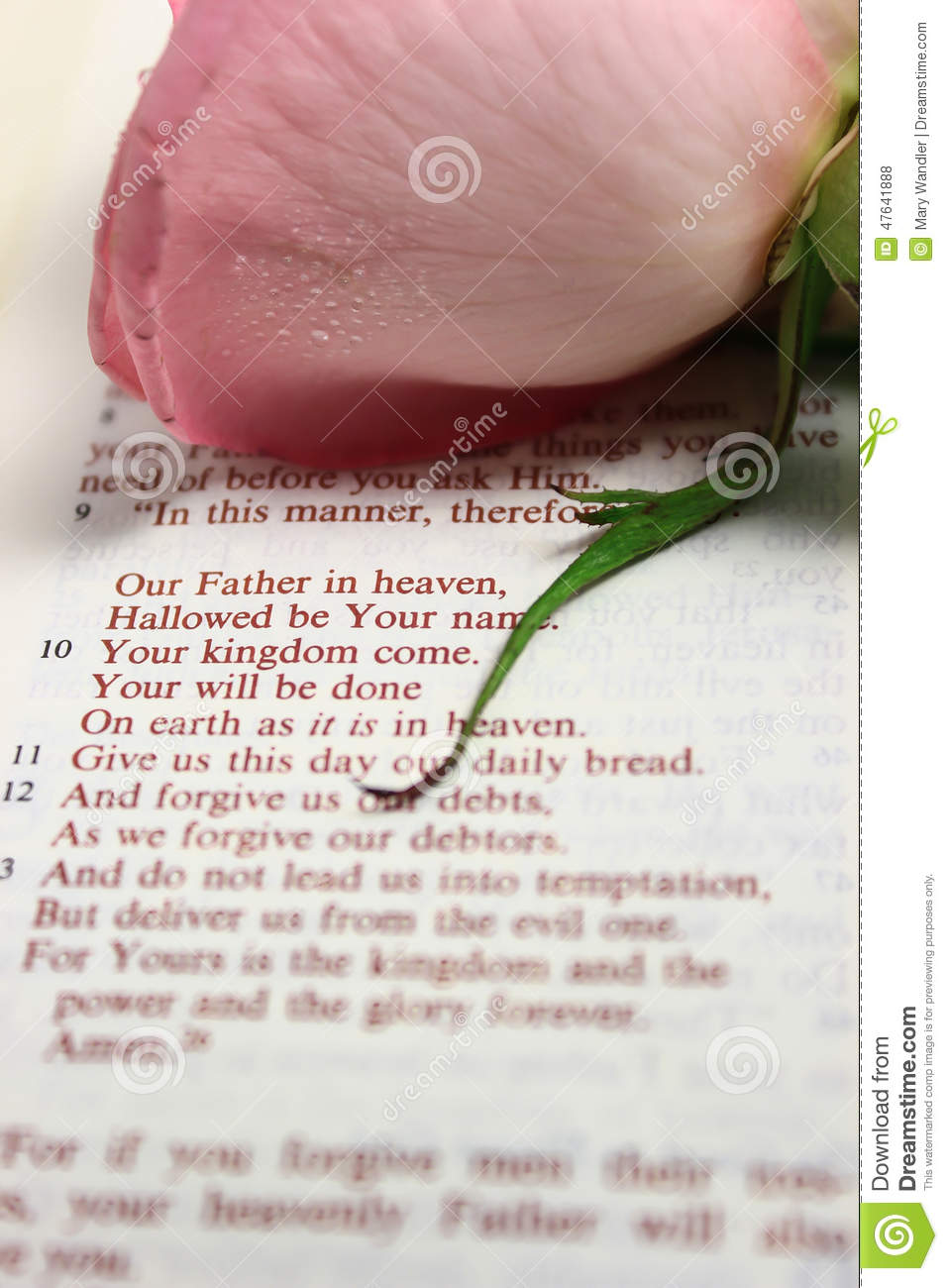 Bible Opened To The Lord S Prayer With A Pink Rose On The Page 