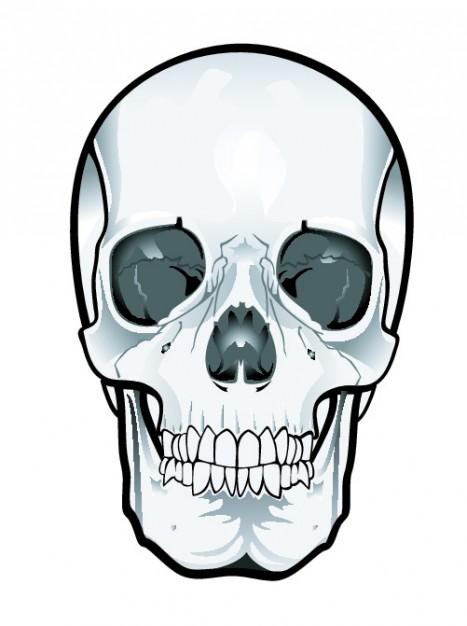 Clip Art Frontal Mexico Skull Clipart About Onavas Artificial Cranial