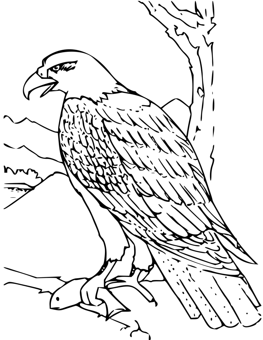     Com Education Coloring Pages Animals Coloring Book Bald Eagle Png Html