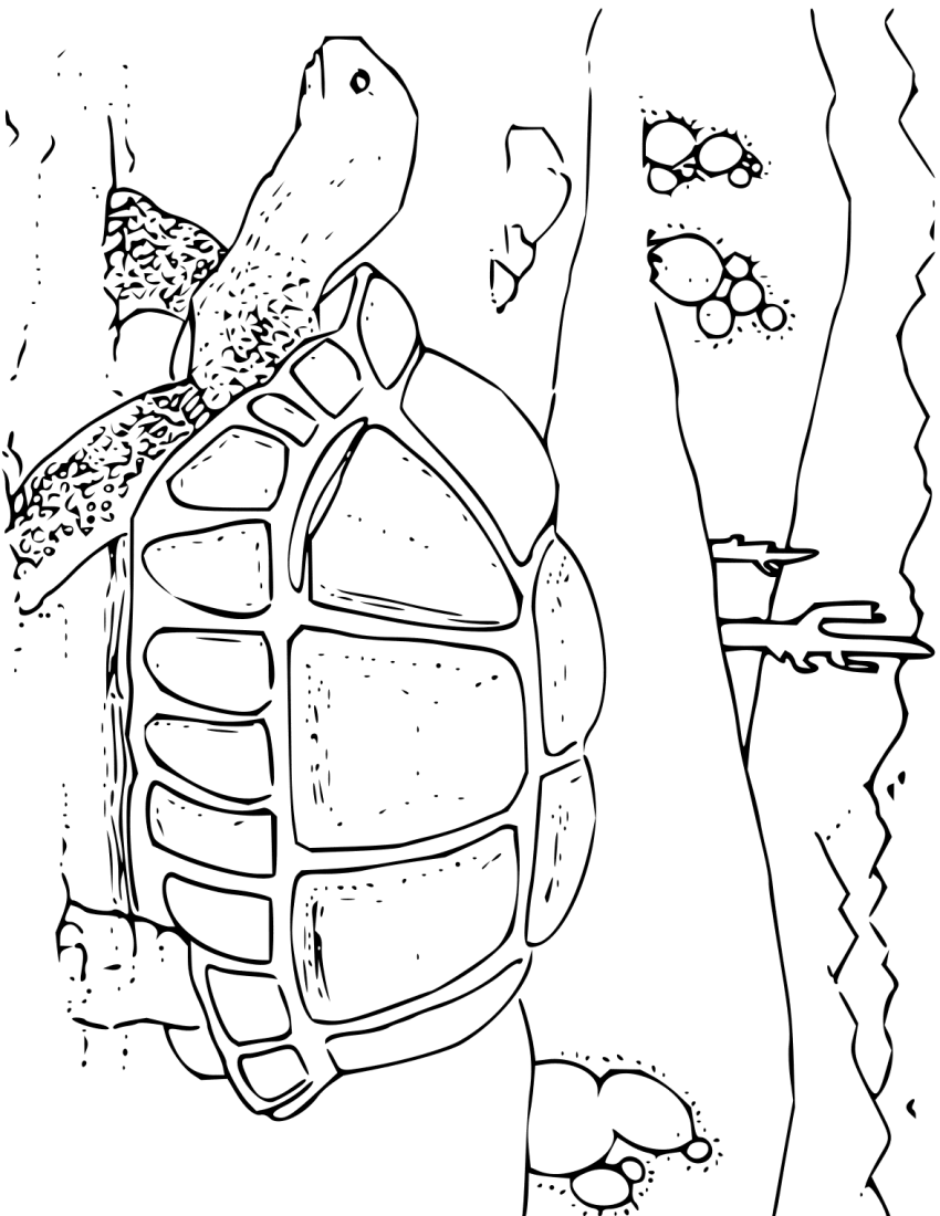 Desert Animal Clipart Coloring Book Desert Tortoise