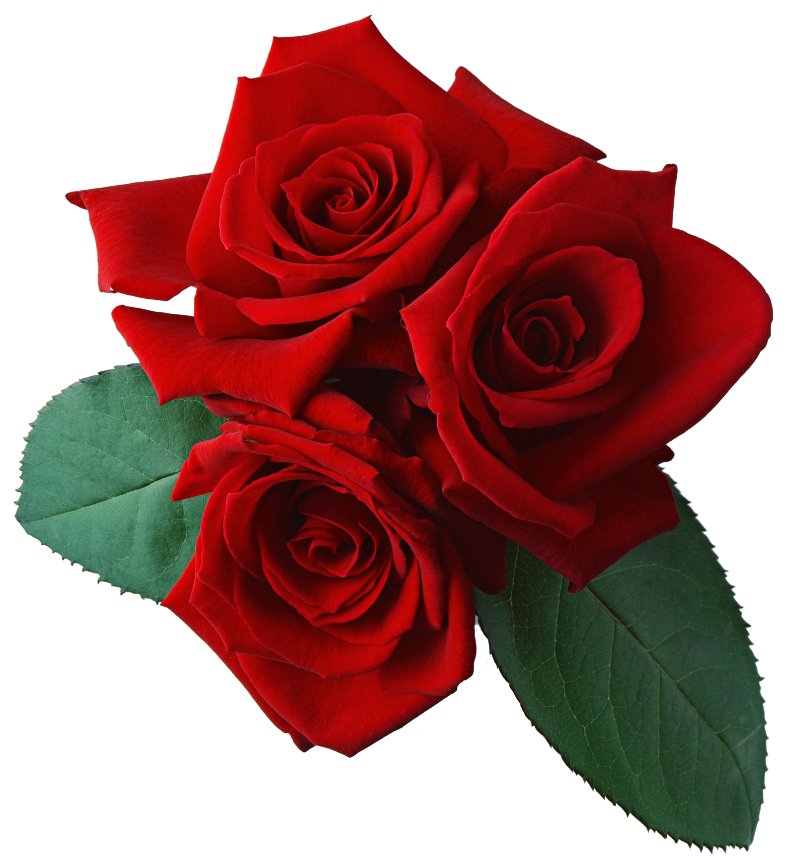 Home    Flowers    Rose   Png Red Rose Png Image Clipart