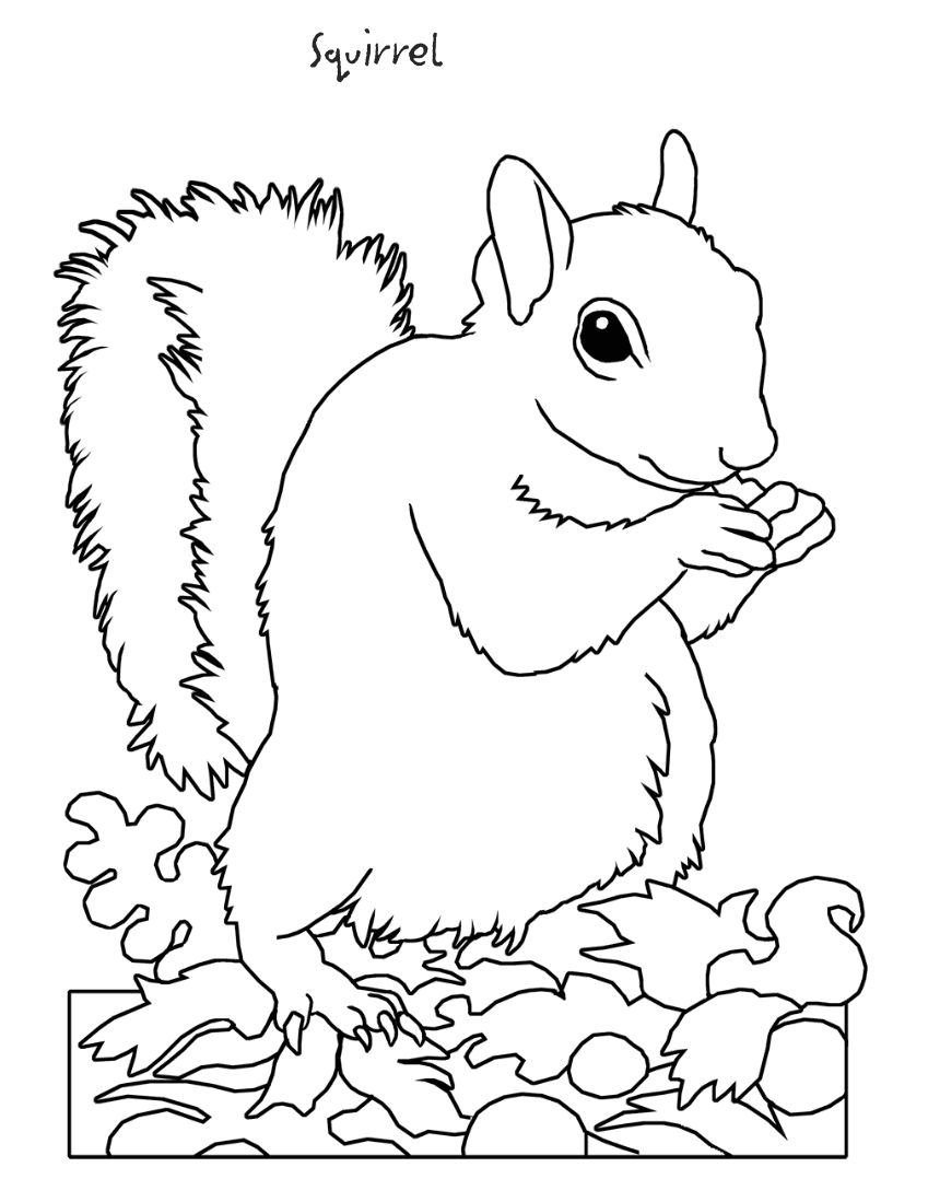 Pages Animals More Coloring Pages Squirrel Coloring Page Png Html