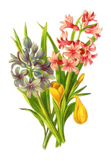 Flower Clip Art  Vintage Victorian Die Cut Of Tulips And Hyacinths