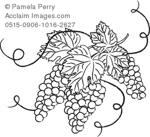 Black And White Clip Art Illustration Of Grapes With Leaves