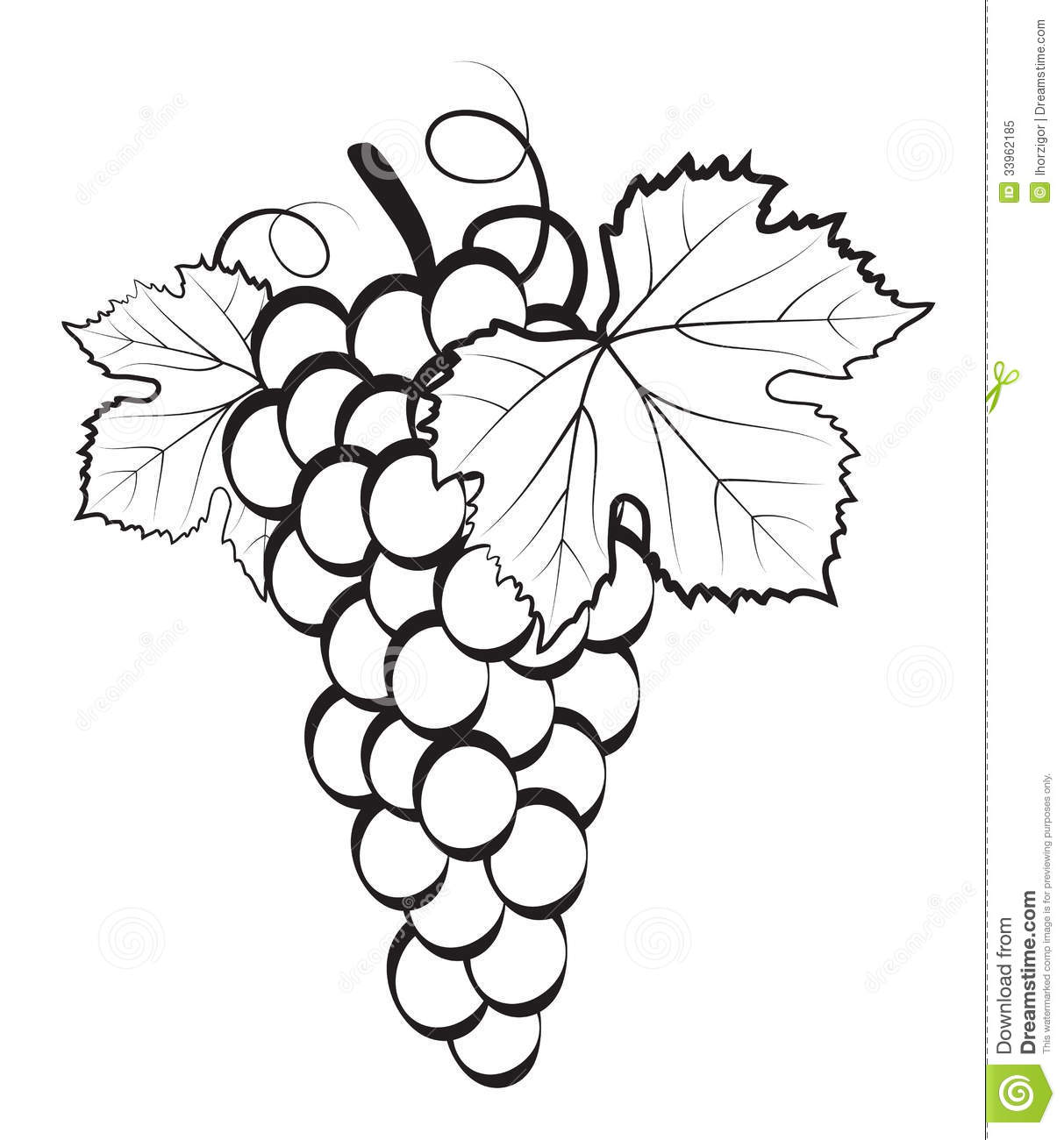 Bunch Of Grapes Clipart Bunch Of Grapes Royalty Free Stock Photo    