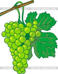 Bunch Of Grapes   Vector Clipart