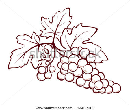 Bunch Of Grapes   Vector Clipart Illustration
