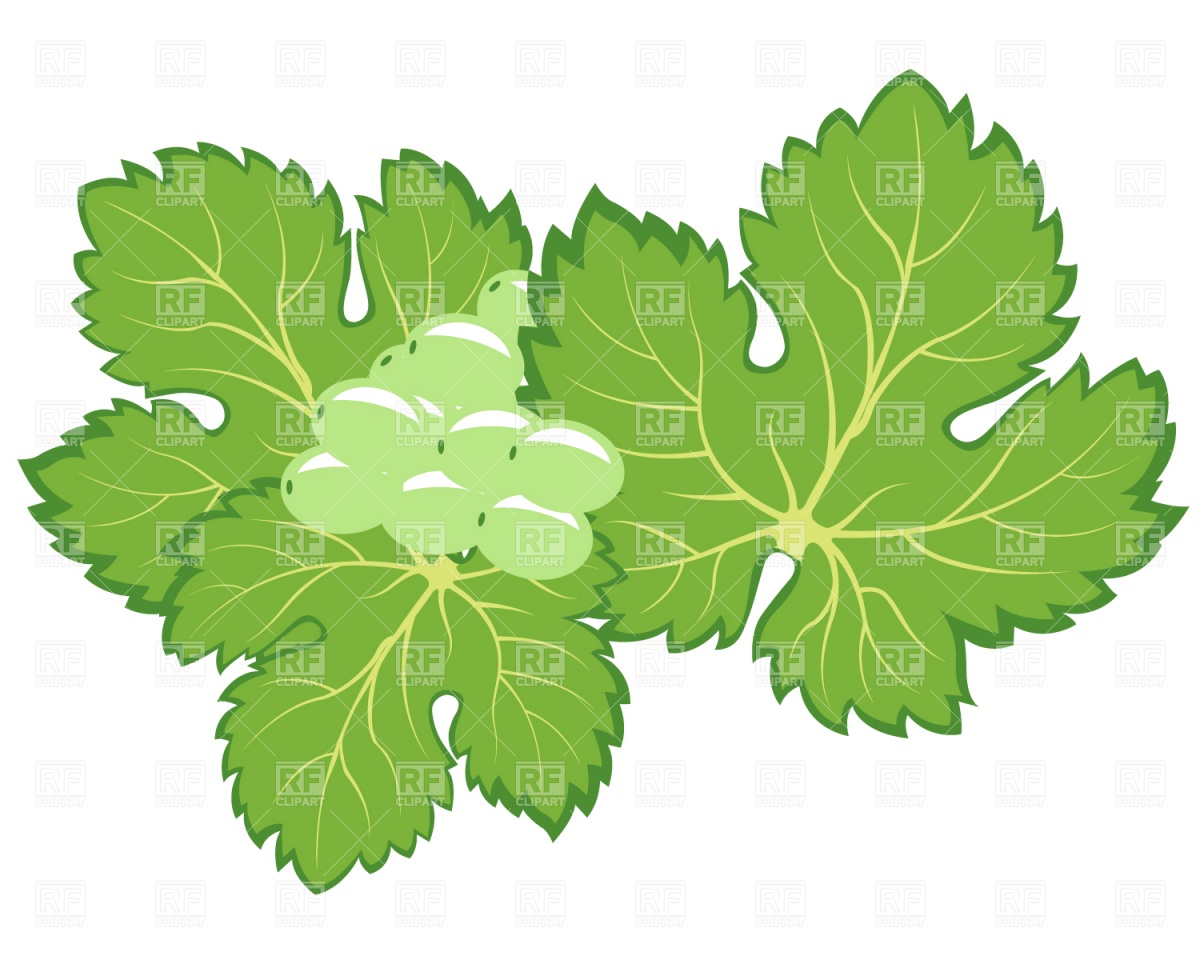 Bunch Of Grapes With Leaves Download Royalty Free Vector Clipart  Eps    