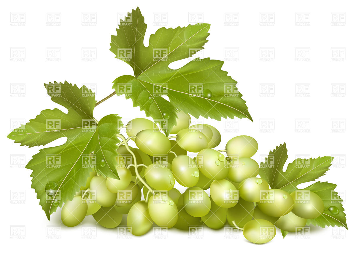 Bunch Of Grapes With Leaves Download Royalty Free Vector Clipart    
