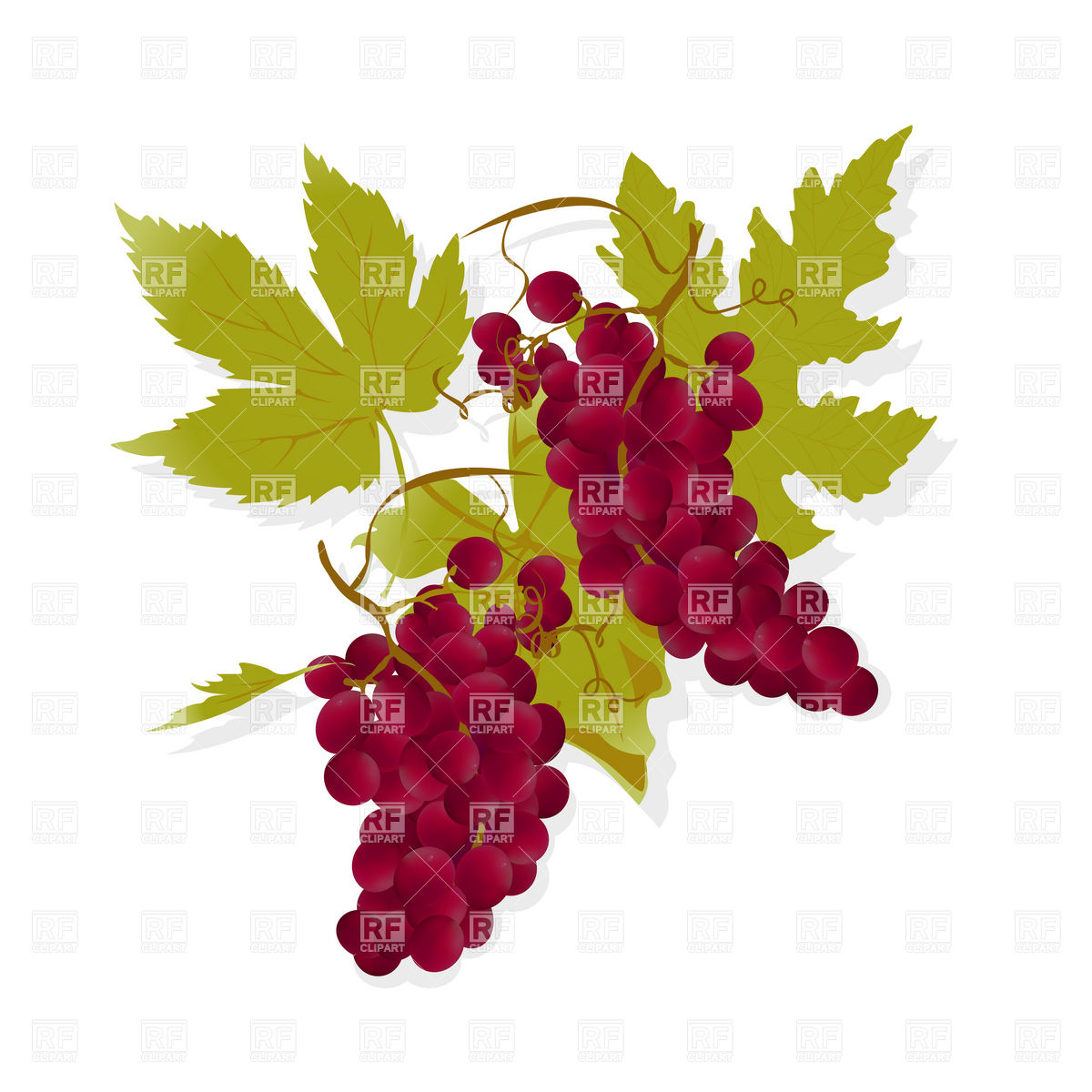 Bunch Of Red Grapes And Leaves Download Royalty Free Vector Clipart    