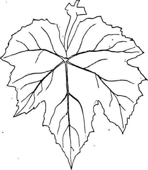 Fig  94    Leaf Of Ives Seedling