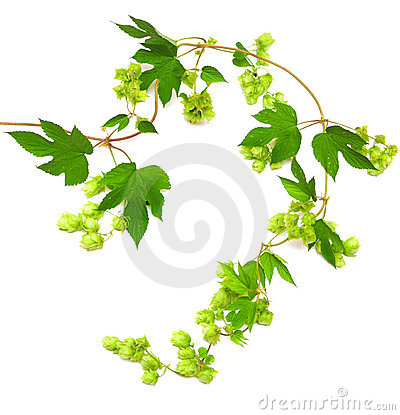 Hops Clipart Image Search Results