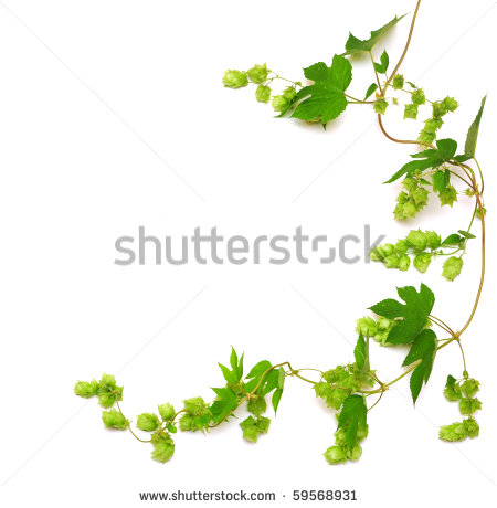 Hops Plant Twined Vine Young Le   