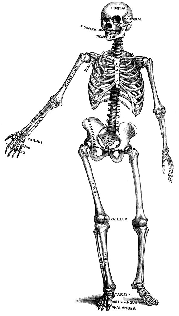 Pointing Skeleton