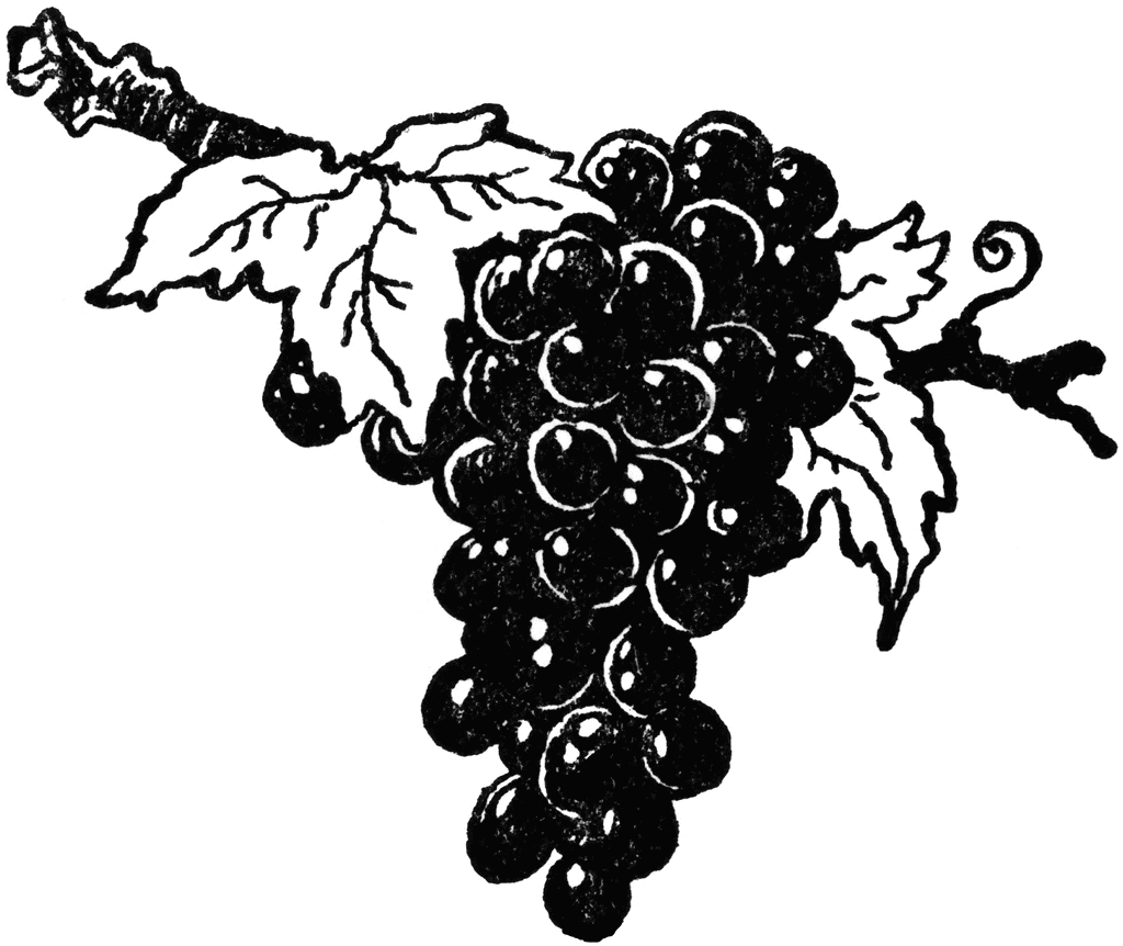 Red Grapes   Clipart Etc