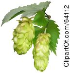 Royalty Free Rf Clipart Illustration Of Two Green Common Hops Of The