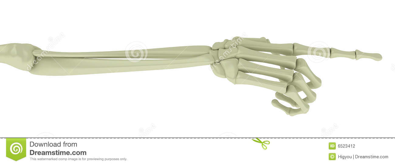 Skeleton Arm Pointing Stock Photography   Image  6523412