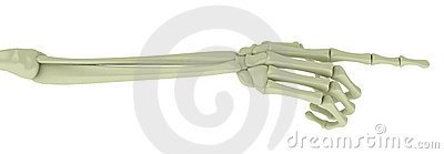 Skeleton Arm Pointing Stock Photography   Image  6523412