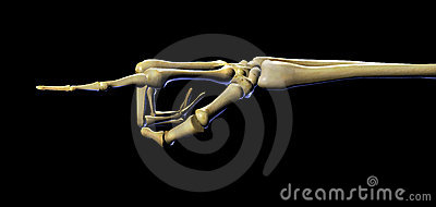 Skeleton Hand Pointing   With Clipping Path Stock Images   Image