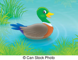 Duck   Wild Duck Swimming In A Pond