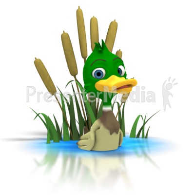 Mallard Duck Sitting In Pond   Wildlife And Nature   Great Clipart For    