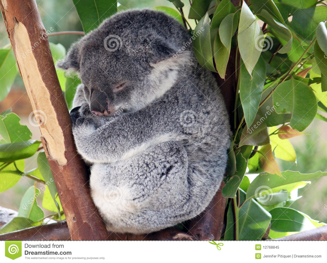 Baby Koala Royalty Free Stock Photo   Image  12768845