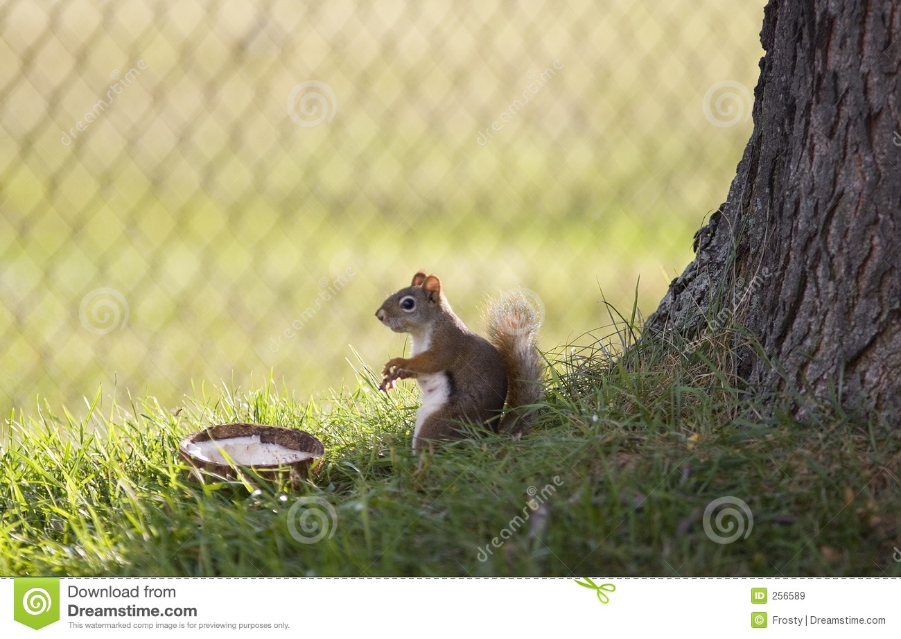Baby Squirrel Eating Royalty Free Stock Images   Image  256589