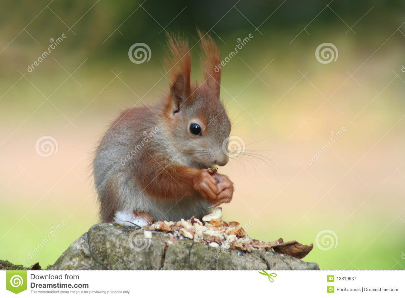 Baby Squirrels Royalty Free Stock Photography   Image  13819637