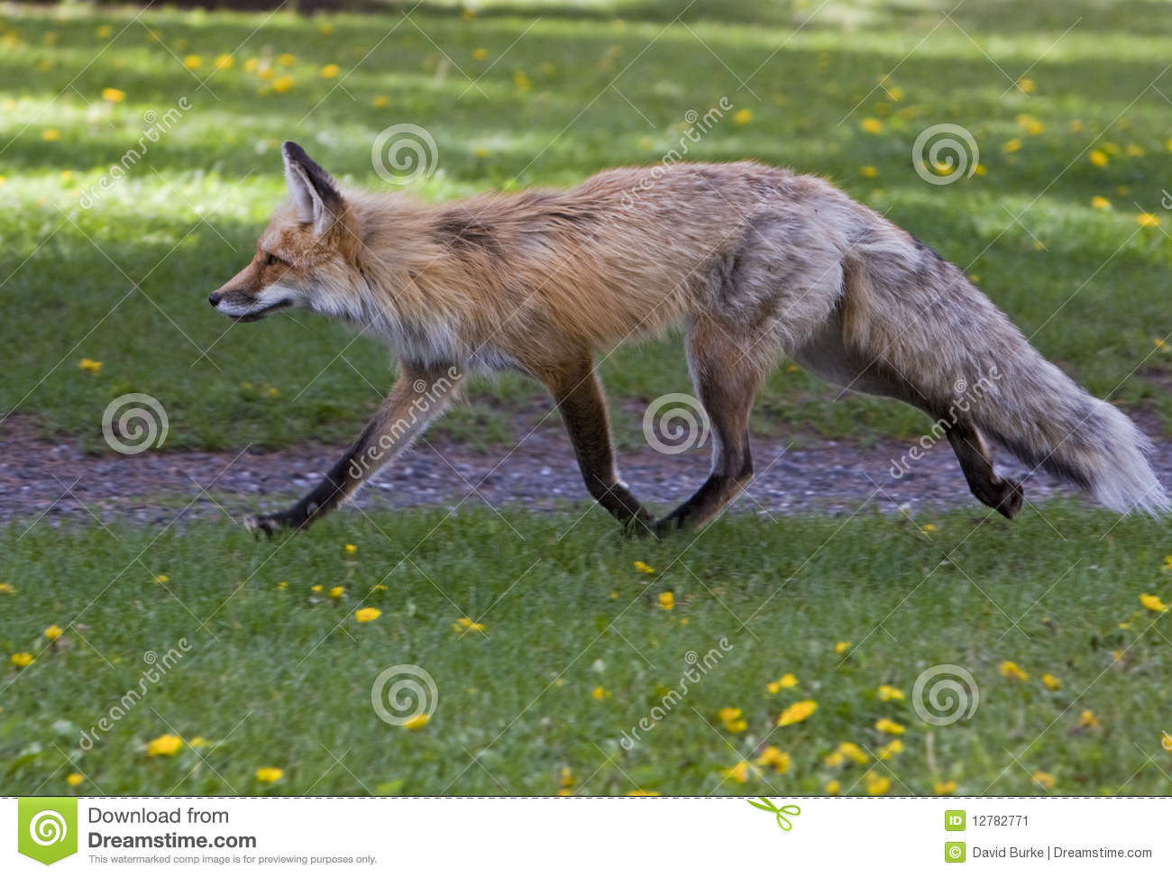 Female Adult Red Fox Stock Image   Image  12782771