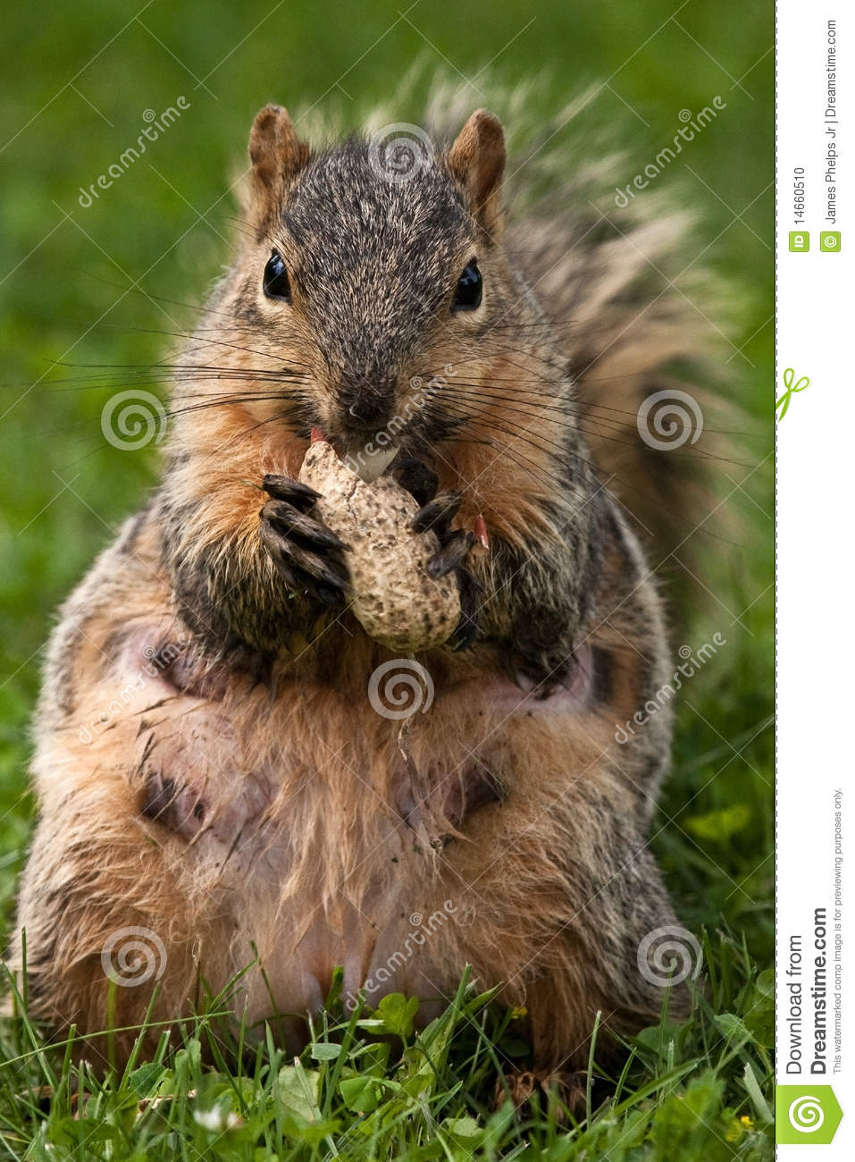 Female Eastern Fox Squirrel Stock Photo   Image  14660510