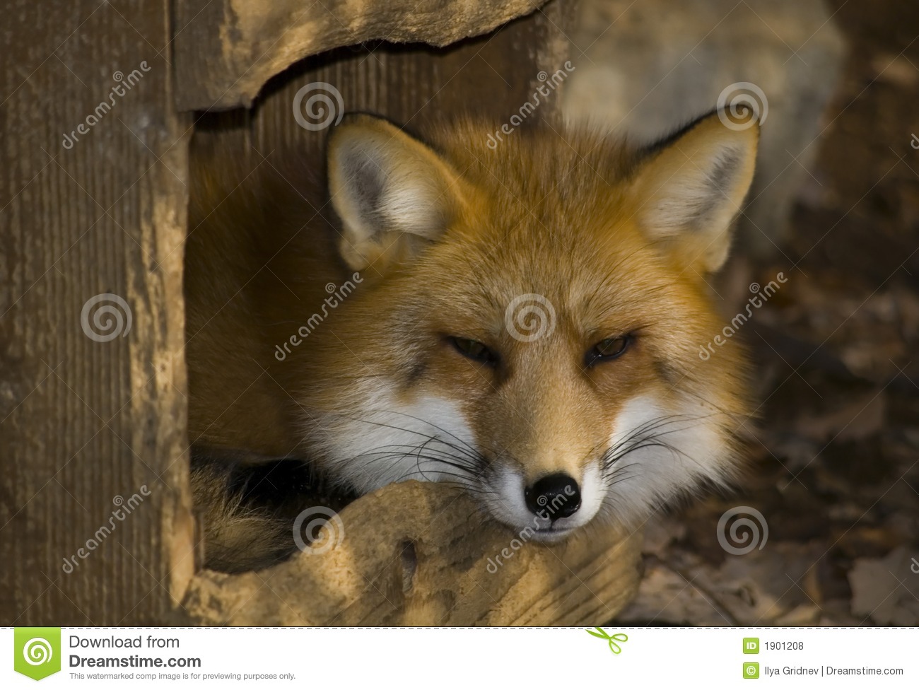 Fox In Winter Royalty Free Stock Photos   Image  1901208