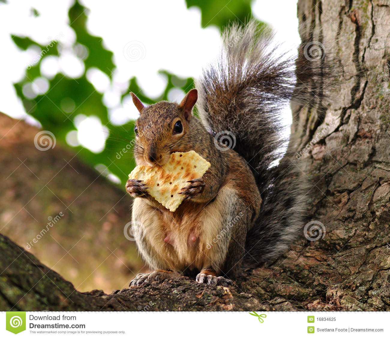 Fox Squirrel Royalty Free Stock Photo   Image  16834625