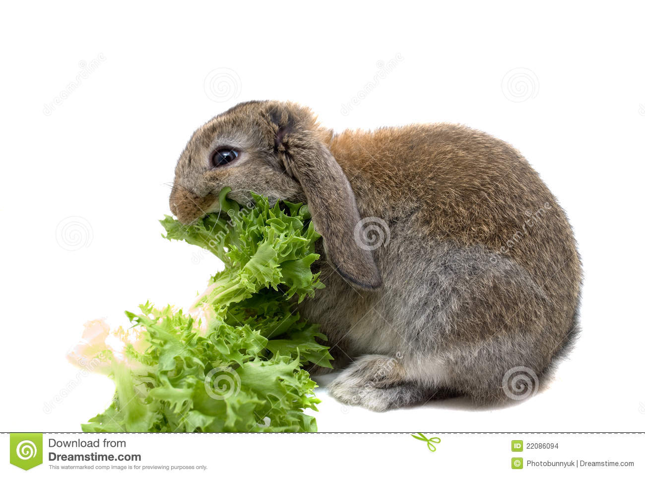 Hungry Baby Rabbit Stock Images   Image  22086094