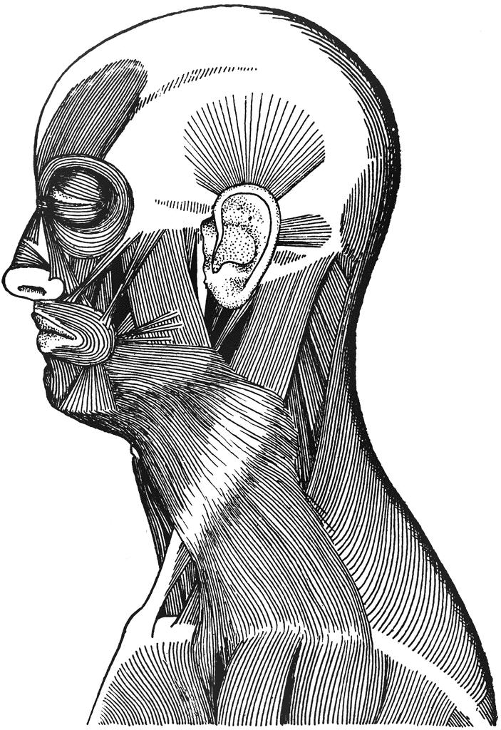 Muscles Of The Face And Neck   Clipart Etc