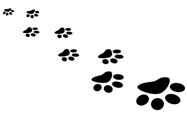 Paw Print Cat Vector Footprint Bear Foot Track