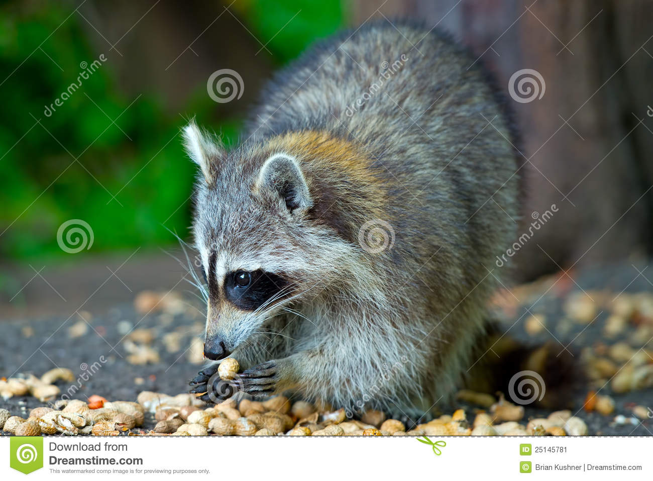 Raccoon Eating Peanuts Stock Image   Image  25145781