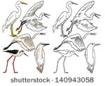 Ralloidesbad Birdbirdbird Lakeblack Winged Stiltburning White    
