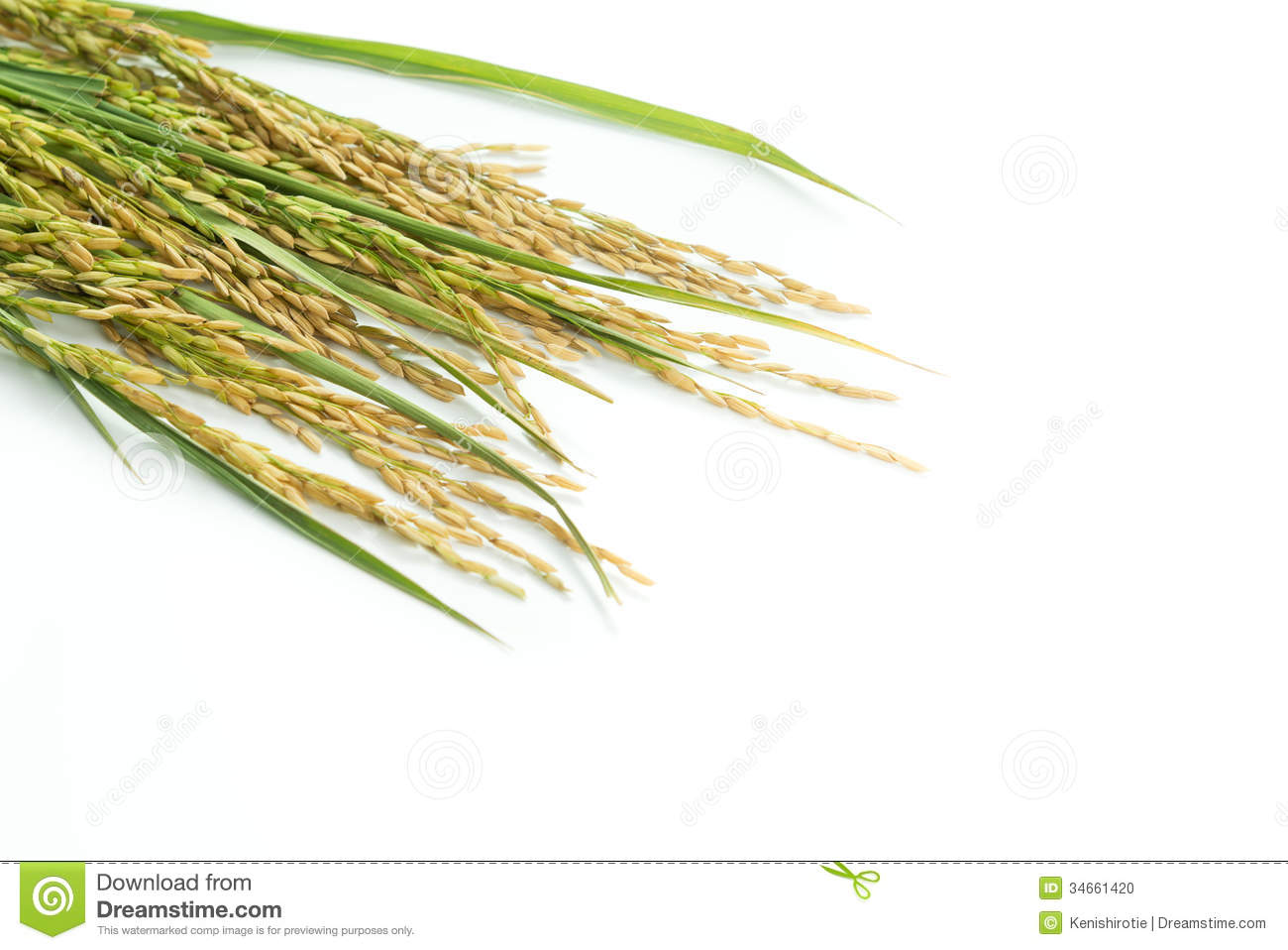Rice Grain Clipart Paddy Grain Stock Photo