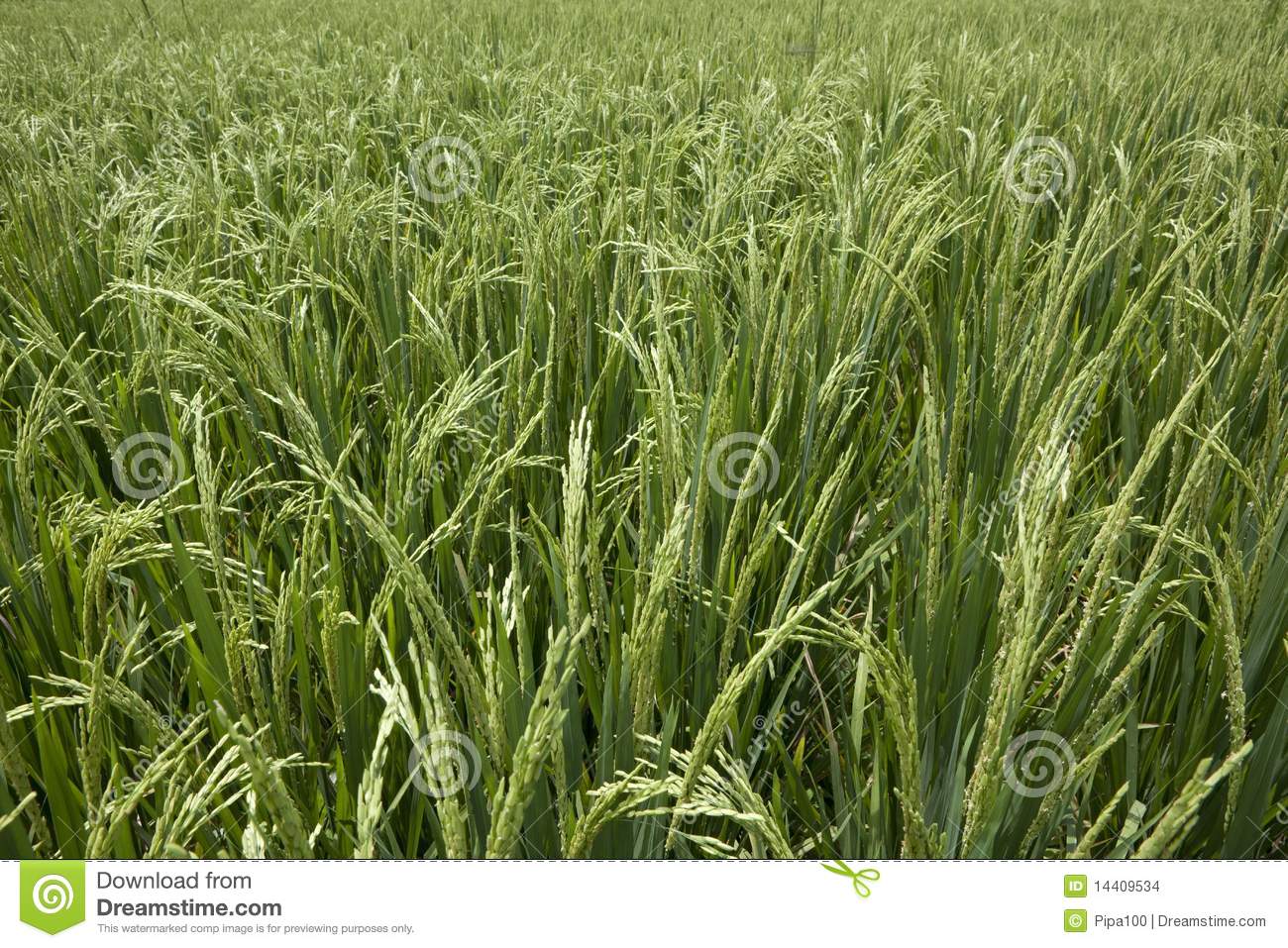Rice Grains Ripening On Stalk Ready For Harvest In A Paddy Field At    