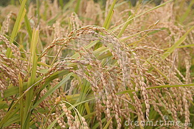 Rice Stalks Royalty Free Stock Photo   Image  615965
