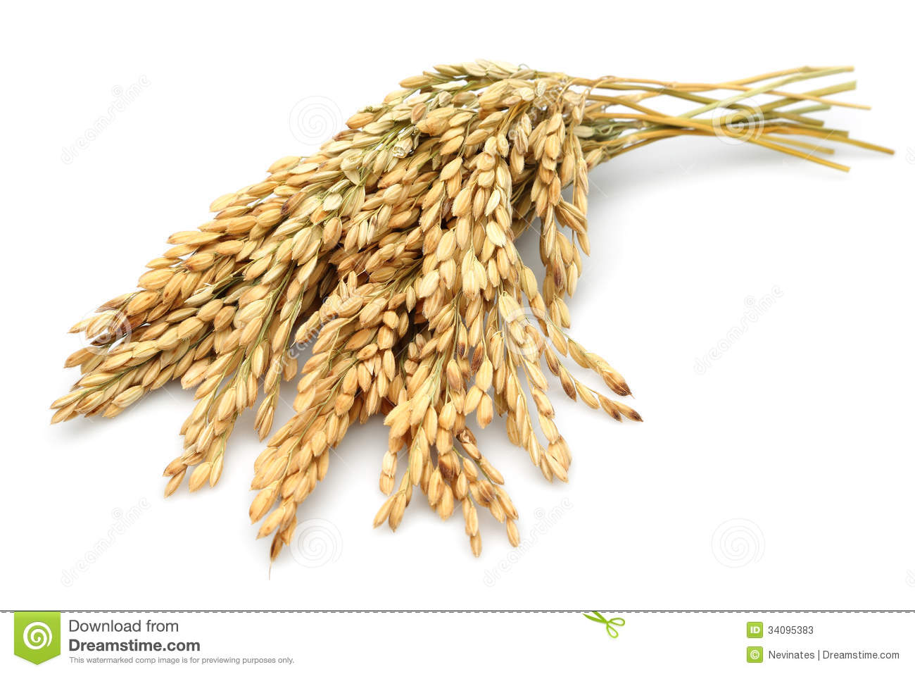 Rice Stalks Stock Photos   Image  34095383