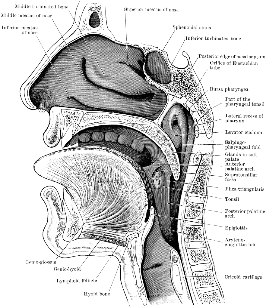Section Of The Head And Neck   Clipart Etc