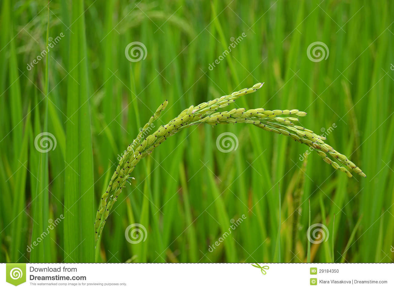 Stalk Of Rice Stock Photo   Image  29184350